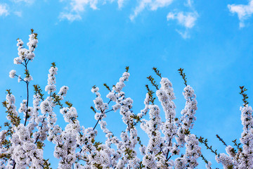 White apricot flower against a blue sky with clouds. Copy space_