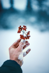 Red viburnum berries with winter background. Cold weather. Man hand keeps a branches of viburnum. Winter background. 