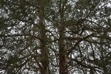 woods