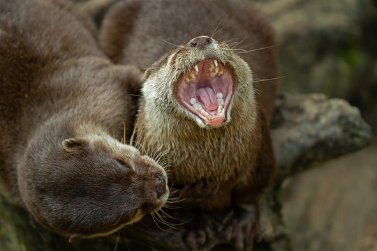 Otter g&auml;hnt m&uuml;de