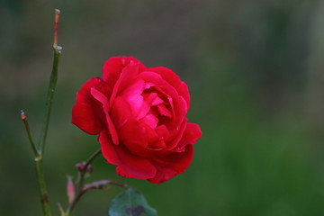 The red rose, held in one hand, is a symbol of socialism