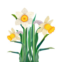 Bouquet of cute daffodils. Early spring flowers. Bright blossom. Blooming narcissuses. Cute colored cartoon image. Vector illustration.