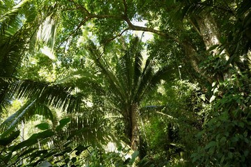 Dense leafy jungle in Belize