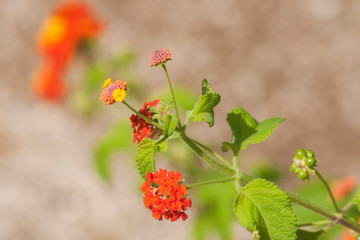 Umbelanterna (Latin Lantana camara), also known as wild-sage, red-sage is species of flowering plant within the verbena family that is native to the American tropics