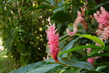 Pink Flower in Belize Jungle