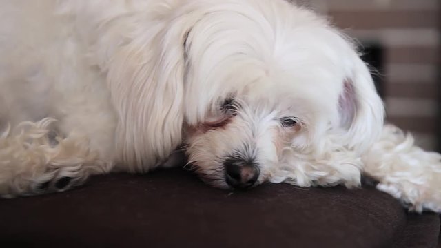 sad white dog