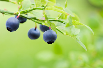 Ripe blueberries (Vaccinium myrtillus) on the branch. Selective focus and shallow depth of field.