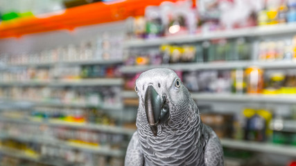 Close up African grey parrot (Psittacus erithacus) portrait in store. Bird listening to customer and offering goods. Face scene of intelligent gray bird on blank black background with empty space.
