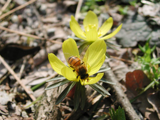 Eranthis hyemalis