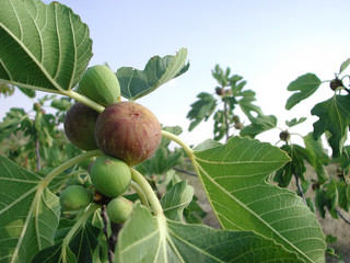 Ficus carica with ripe fruits