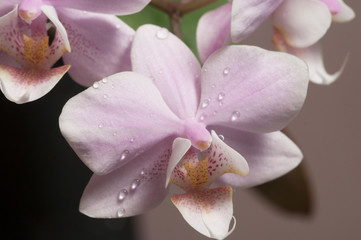 Fototapeta na wymiar Phalaenopsis orchid flowers (butterfly orchid)