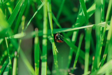 red ladybug in dark green grass natural background