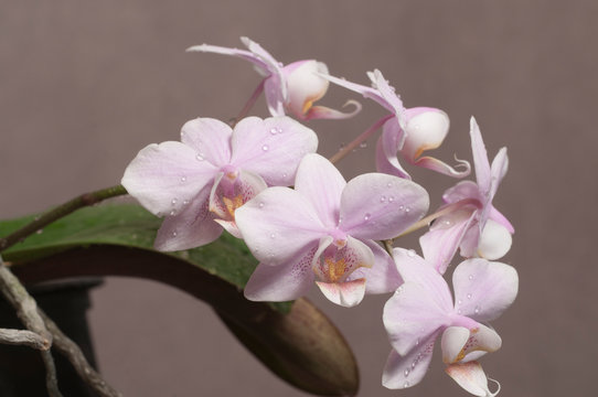 Fototapeta Phalaenopsis orchid flowers (butterfly orchid)
