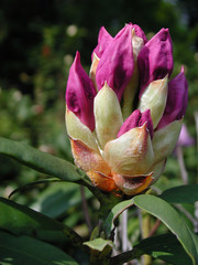 Rhododendron