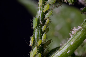 Pulgón verde de la patata en pimiento