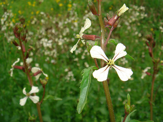 Eruca vesicaria