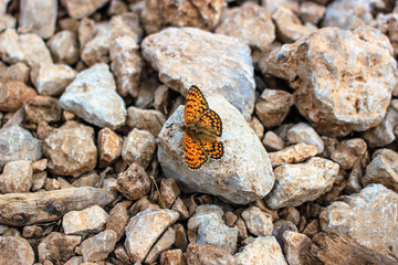 orange butterfly on the road under your feet