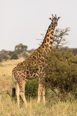 Giraffe
