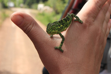 green chameleon lurking on his arm