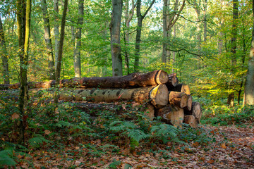 Stapel abgeholzter Baumstämme. Standort: Deutschland, Nordrhein-Westfalen, Hoxfeld
