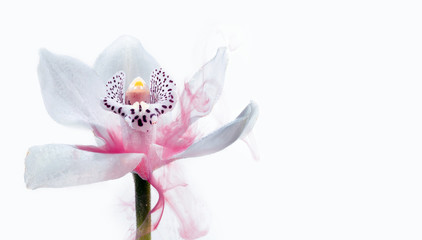 Pink orchid inside water white background color red acpylic underwater paint ink dye pastel under smoke
