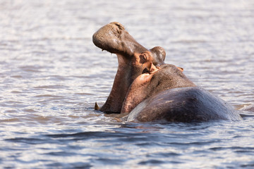 Fototapeta premium Nilpferd