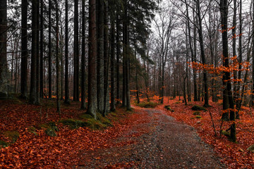 Moody dark eerie forest in Sweden during halloween and low clouds just above the tree tops. 