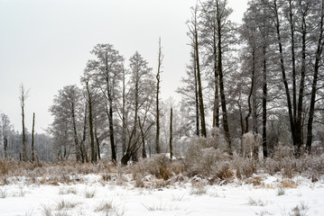 Piękna zima na Podlasiu, Polska