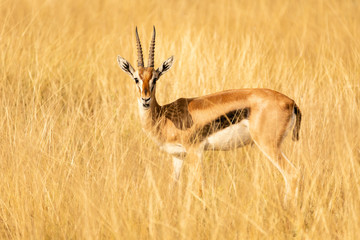 thomson antilope