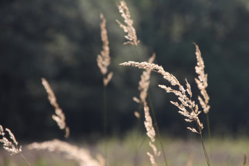 Fototapeta premium Kornfeld