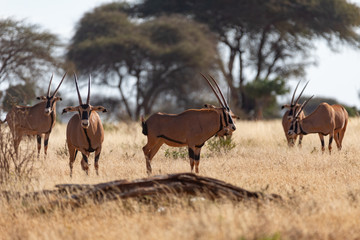 Oryxantilope