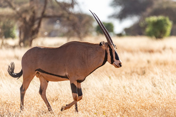 Oryxantilope