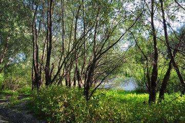 Green forest with high trees and little lake in it. Summer walking 