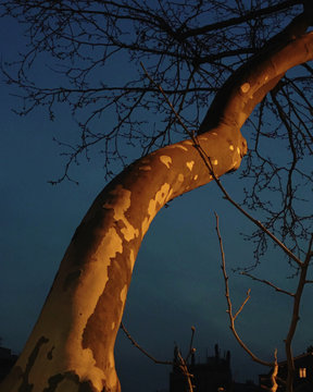 Golden Tree