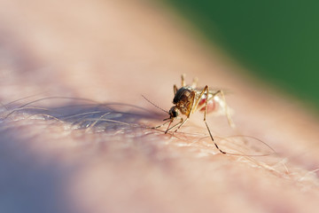 Mosquito drinking blood from human hand