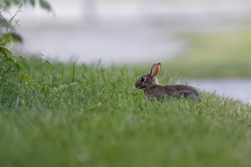 Cottontail rabbit in the grass