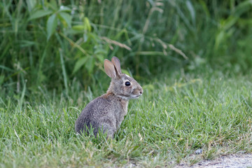 Young Cottontail Bunny