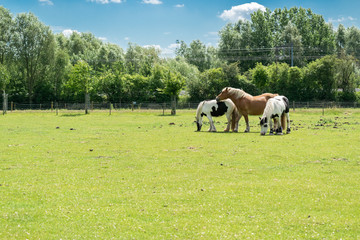 Breeding and animals concept: view of three horses on a farm pasture.