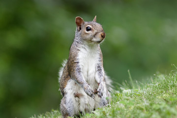 Obraz premium Eastern Grey Squirrel 