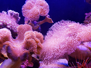 Mer sous-marine : fond de récif de corail rose