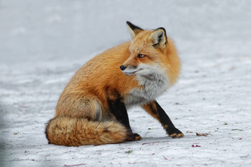 Fox in the snow