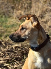 Portrait of a cute mixed-breed dog.