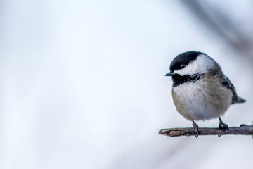 Black Capped Chickadee in the winter