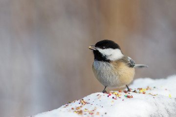 Naklejka premium Black Capped Chickadee enjoying some food