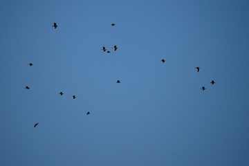 banks of birds flying in a blue sky