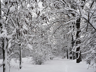 panorama of winter nature after snowfall