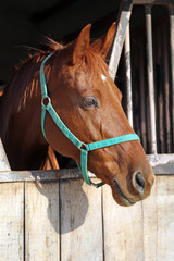 Head of saddle horse  in livestock at rural animal farm