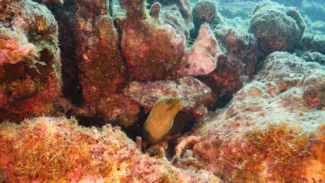 Seascape of coral reef in Caribbean Sea around Curacao at dive site Black Coral Garden  with green moray eel, various coral and sponge