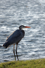 Great Blue Heron by the lake