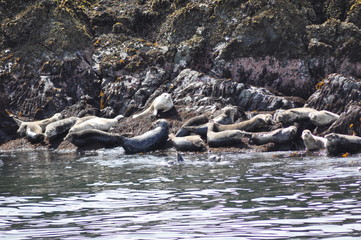Fototapeta na wymiar Resting Seals